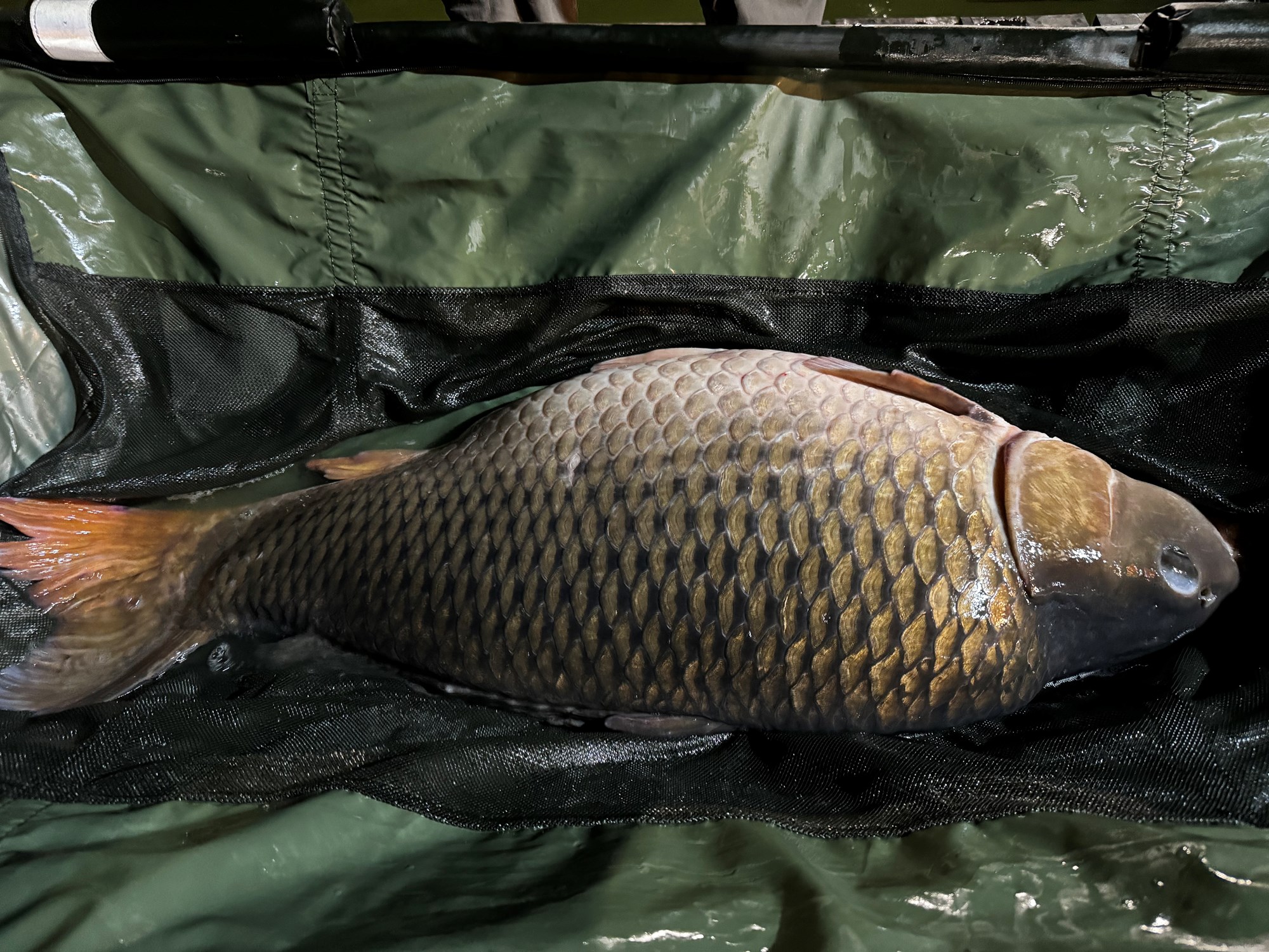 Pleasa 5 - 7 iul. - IMG5124.jpg